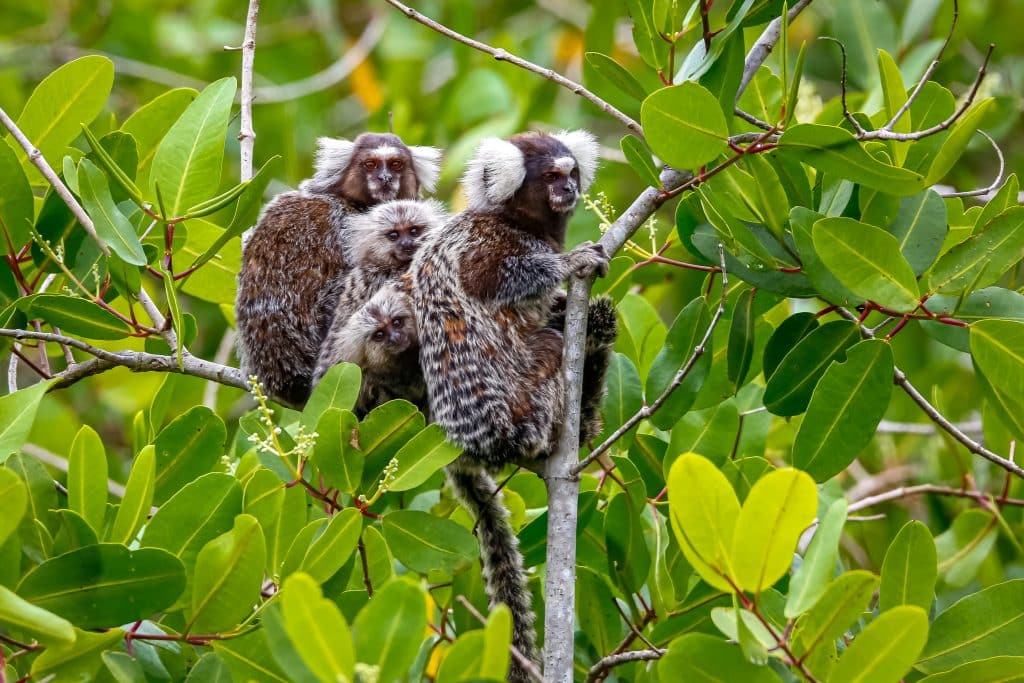 Family,Of,Common,Marmosets,With,Cubs,Sitting,In,A,Green