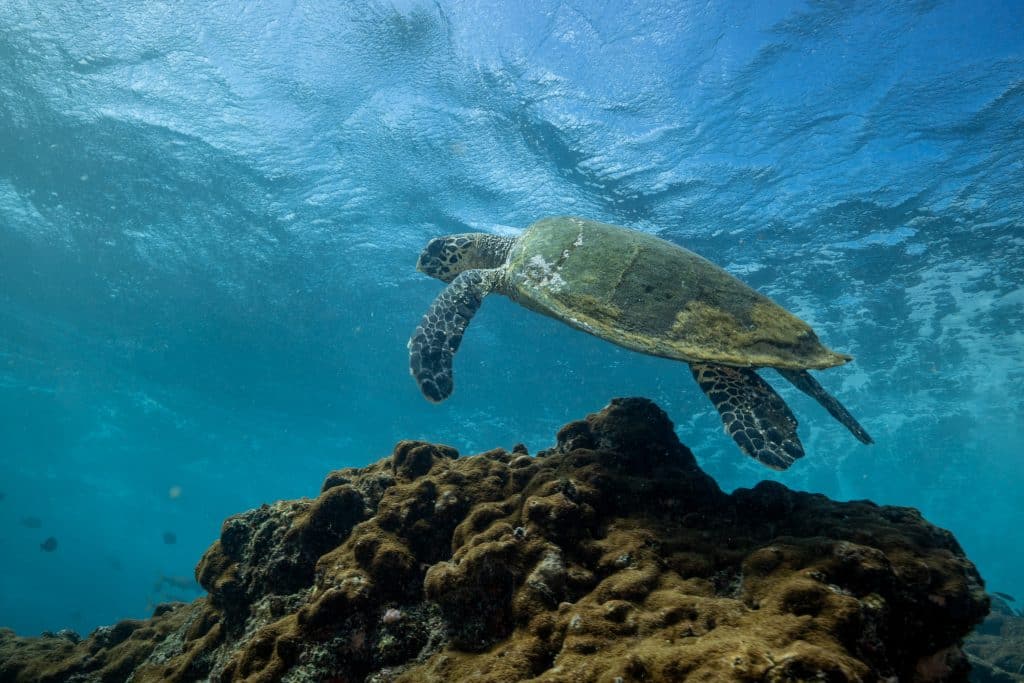 Green turtle by Orlando Miranda and Salvador Colvee sos dugong en détresse mozambique