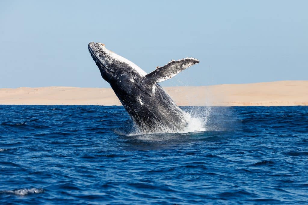 Humpback Whale 2 by Orlando Miranda and Salvador Colvee sos dugong en détresse mozambique