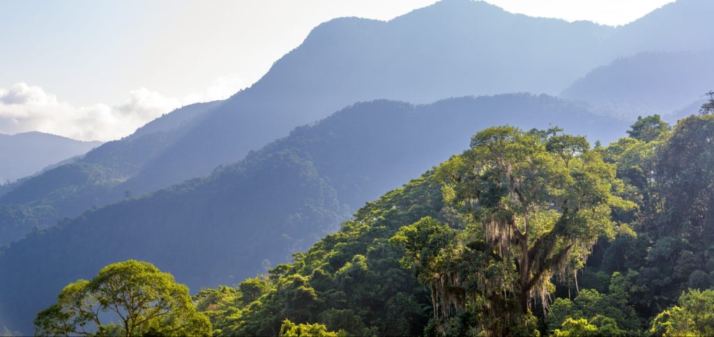 View,Of,A,Jungle,With,Hills,In,The,Background,In