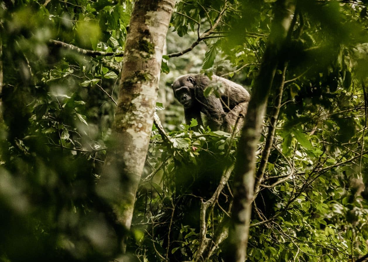 Nyungwe house rwanda nature singes