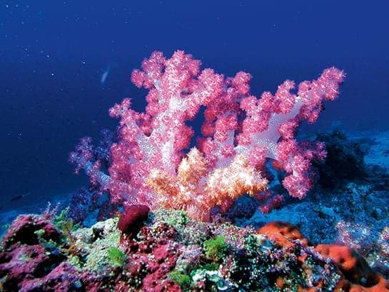 Plongée Constance Lemuria Seychelles