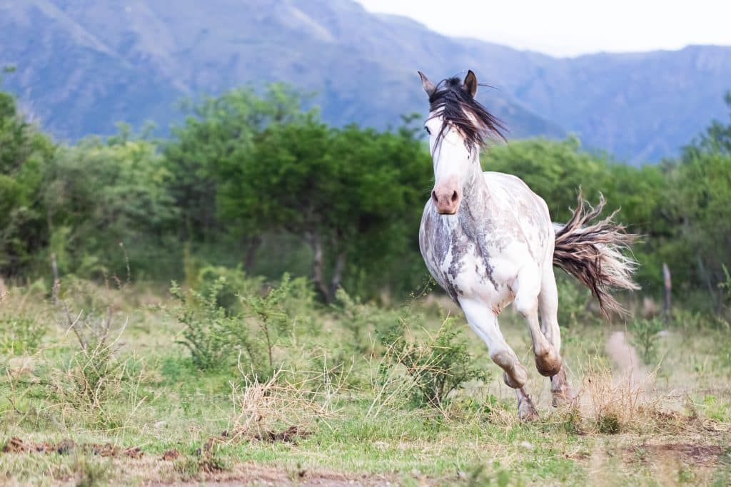 Galloping,Criollo,Horse,Near,The,Mountains,In,Argentina
