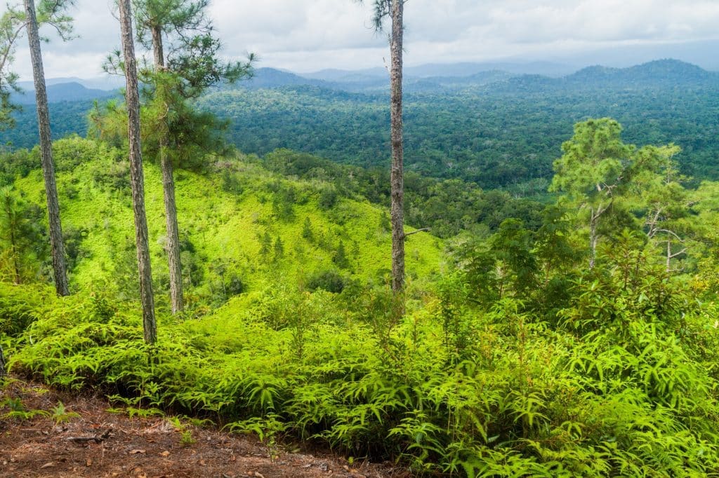 View,Over,Cockscomb,Basin,Wildlife,Sanctuary,,Belize.