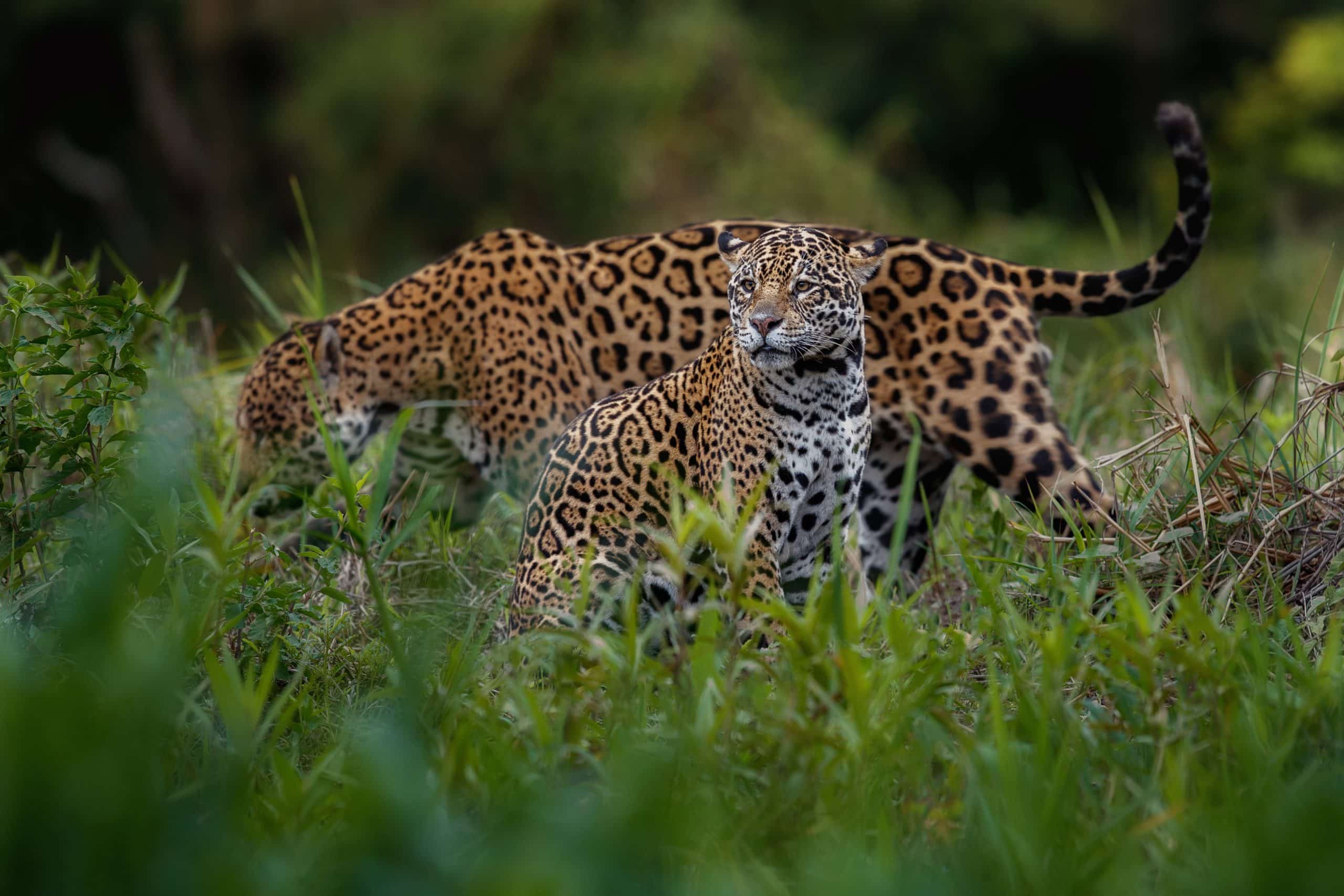 La solitude du jaguar
