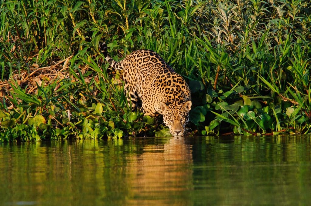 Jaguar,Wild,Animal,Predator,Carnivore,Feline,Danger