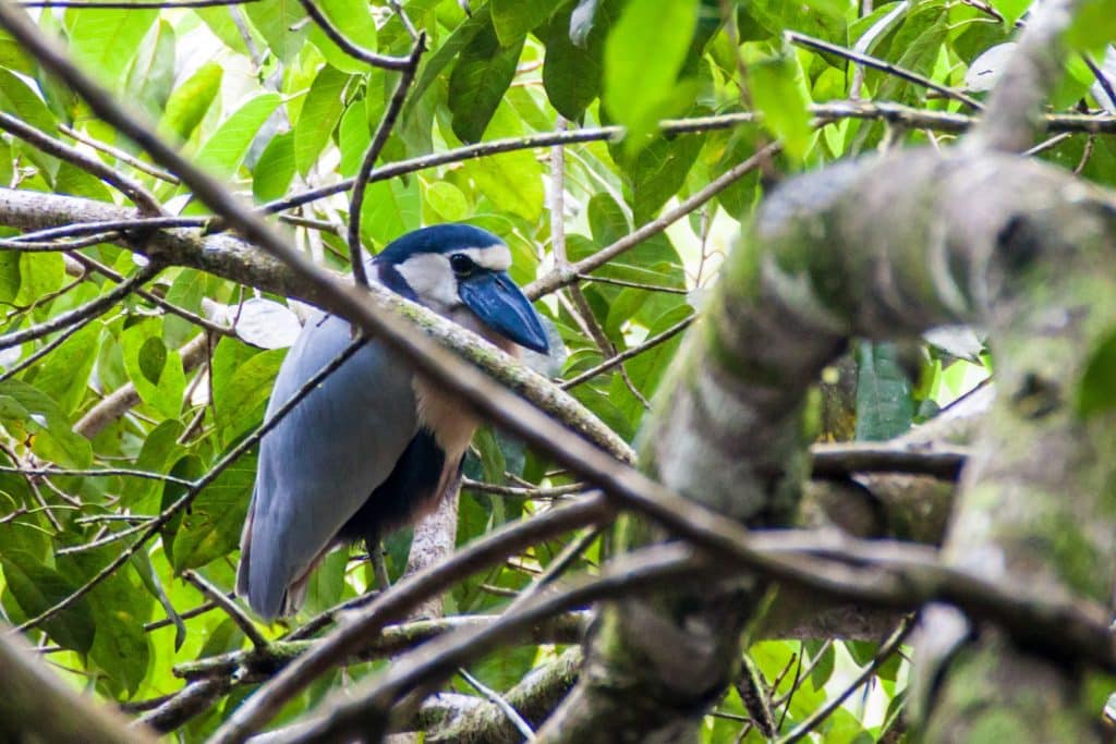 Boat billed,Heron,(cochlearius,Cochlearius),In,Cockscomb,Basin,Wildlife,Sanctuary,,Belize.