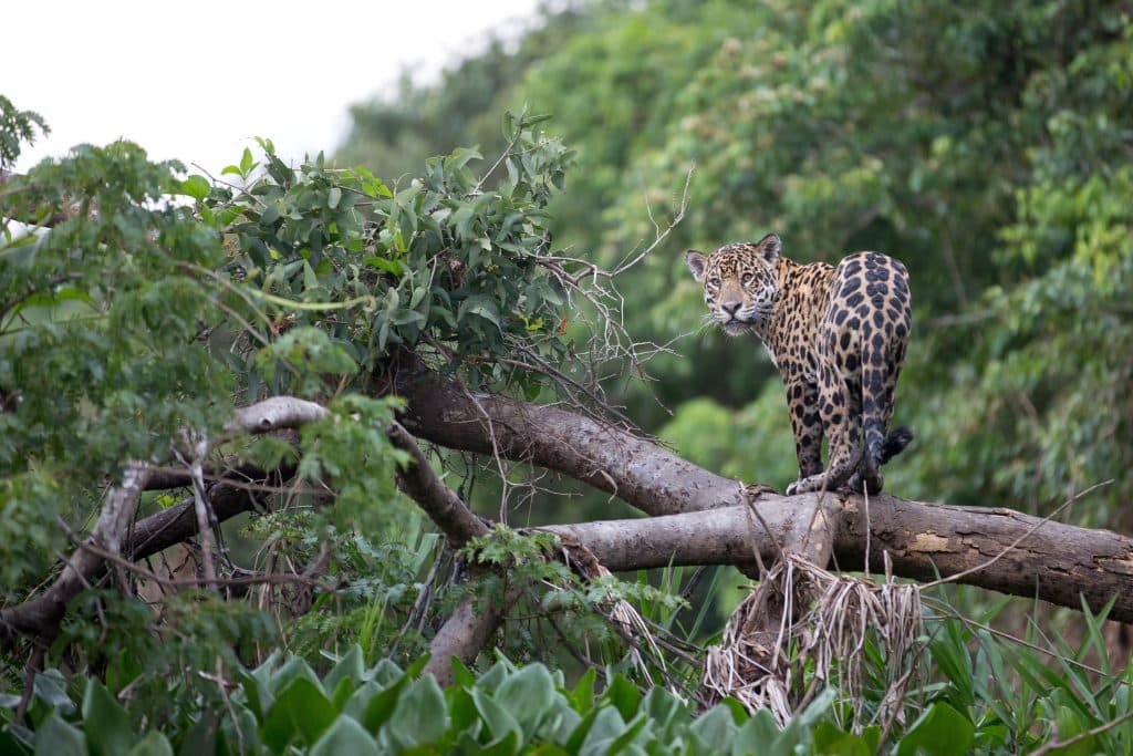 Panthera,Onca