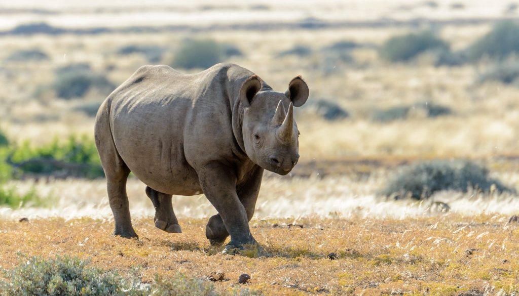 South,Western,Black,Rhinoceros,Or,Hook lipped,Rhinoceros,(diceros,Bicornis,Occidentalis)