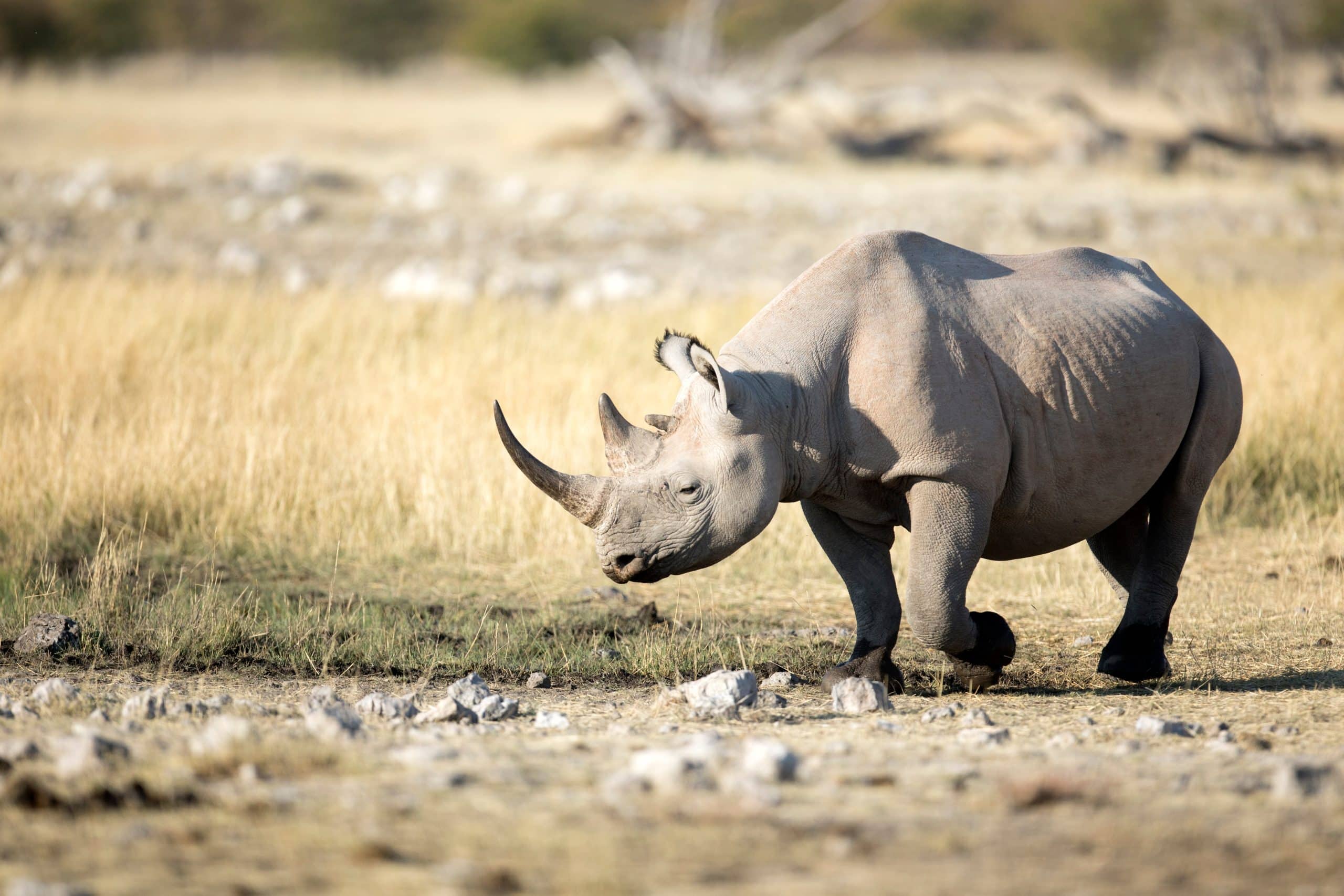 Sauvegarde du rhinocéros noir