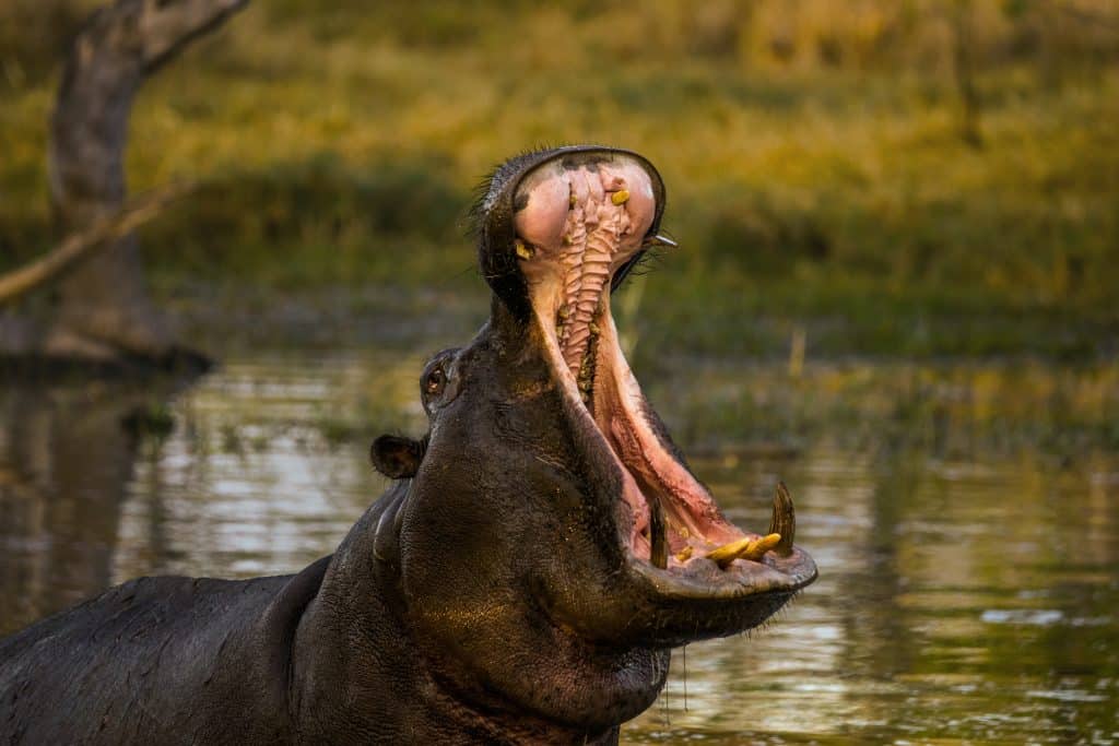 Wild,Hippo,Yawning,In,The,Pool,In,Moremi,Game,Reserve.