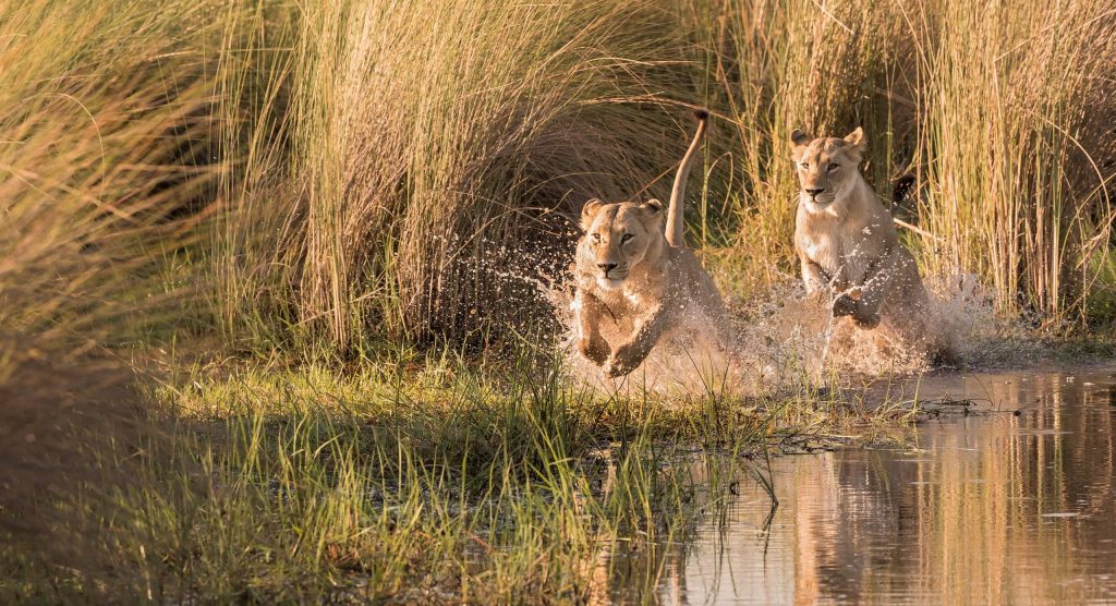 Watershy,Lions,In,The,Okavango,Delta,,Botswana