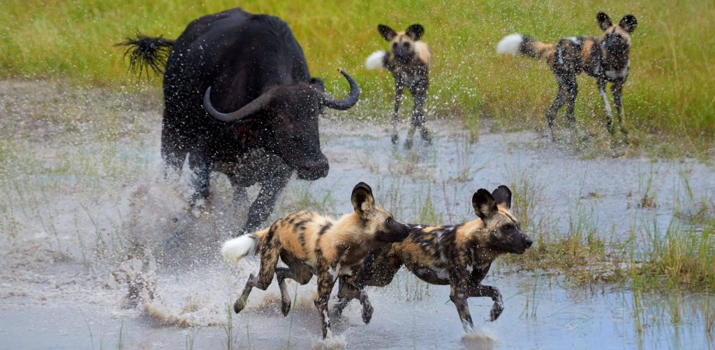 African,Wild,Dog,,Lycaon,Pictus,,Pack,Attacking,Buffalo,Calf,In