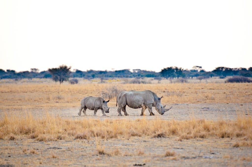 Rhinoceros,,Botswana,,Kalahari,Desert,,Africa