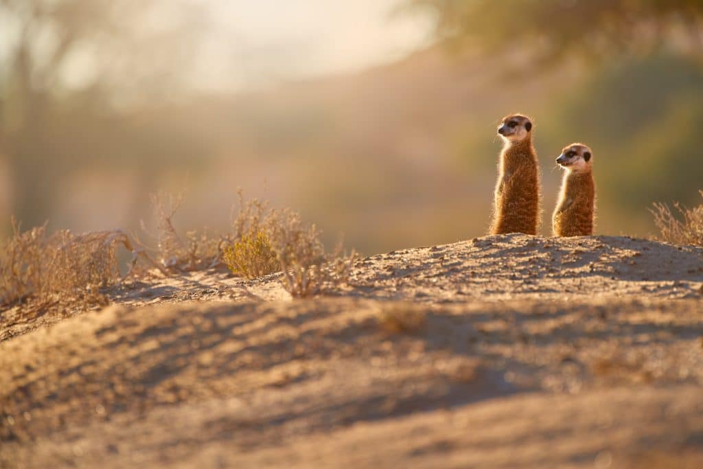 Two,Meerkats,,Suricata,Suricatta,,African,Small,Carnivores,Watching,Surroundings,In