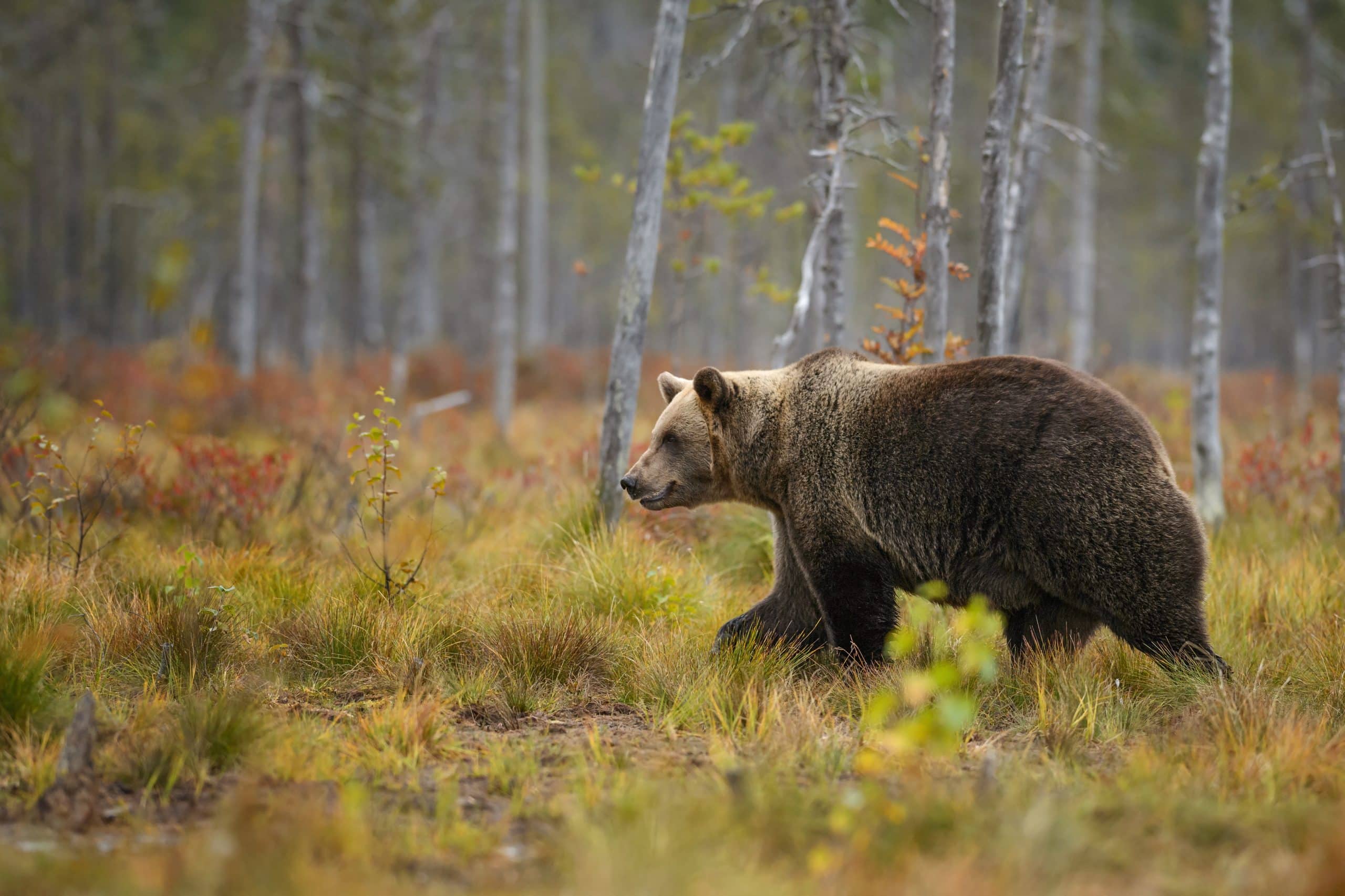 A la rencontre de l’ours brun