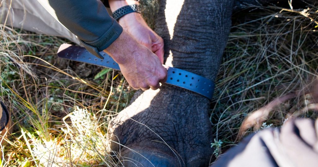 Collaring,On,The,Feet,A,White,Rhino,In,South,Africa