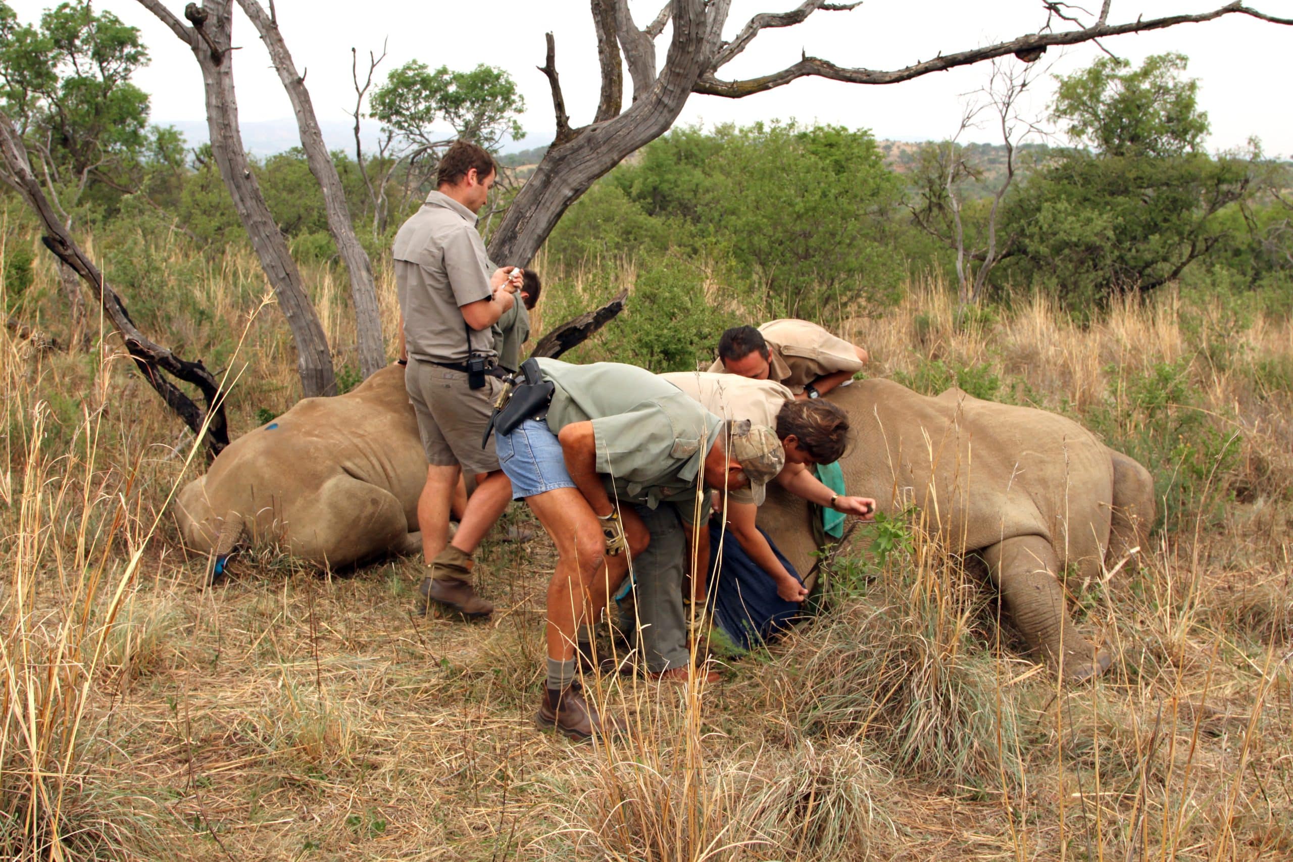 Safari vétérinaire