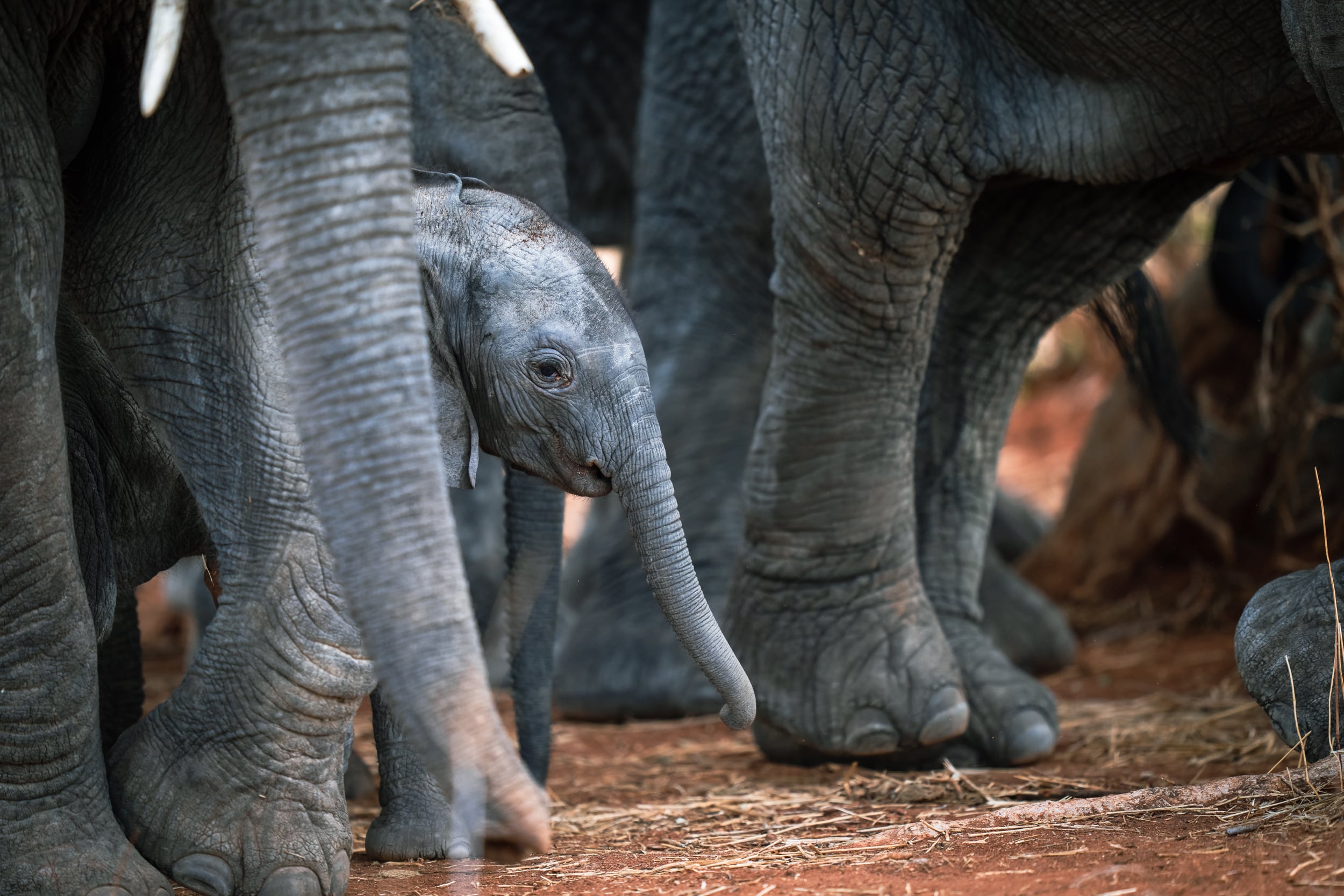 Siwandu Wildlife Elephants