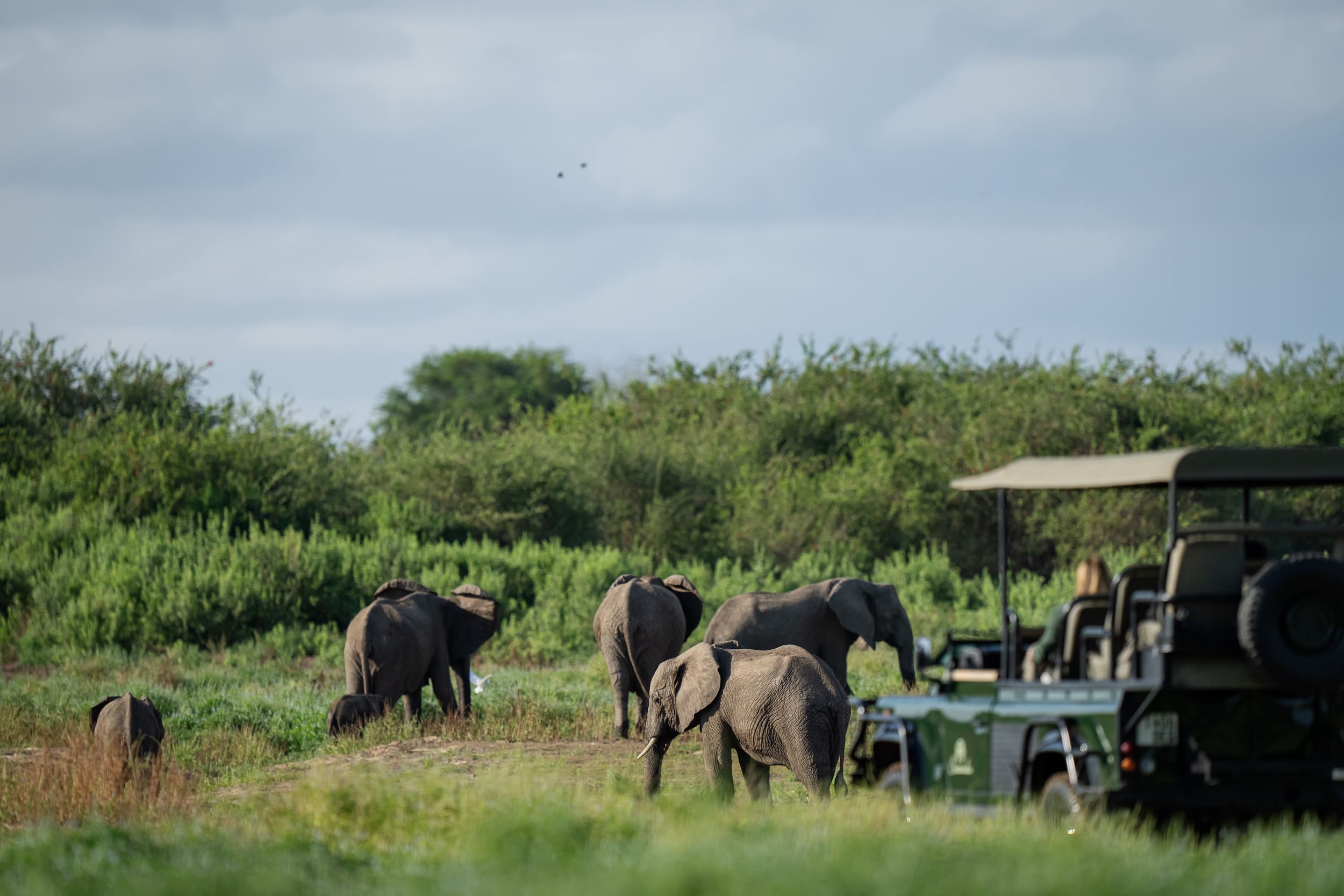 Siwandu elephants(1)