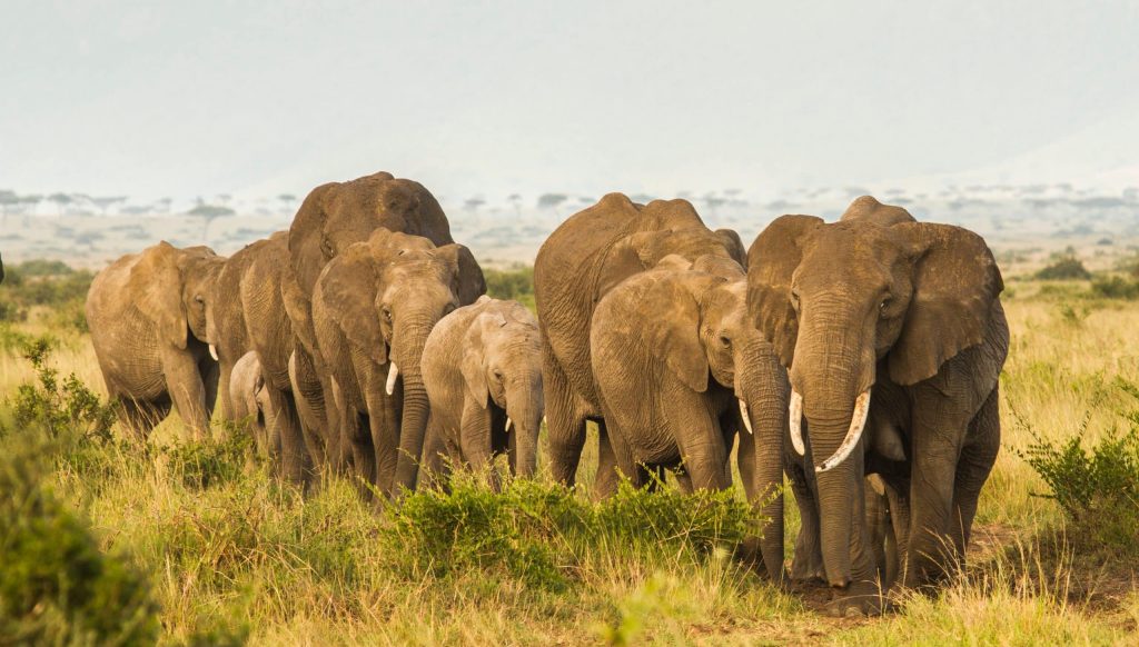 East,Africa,Elephant,Family
