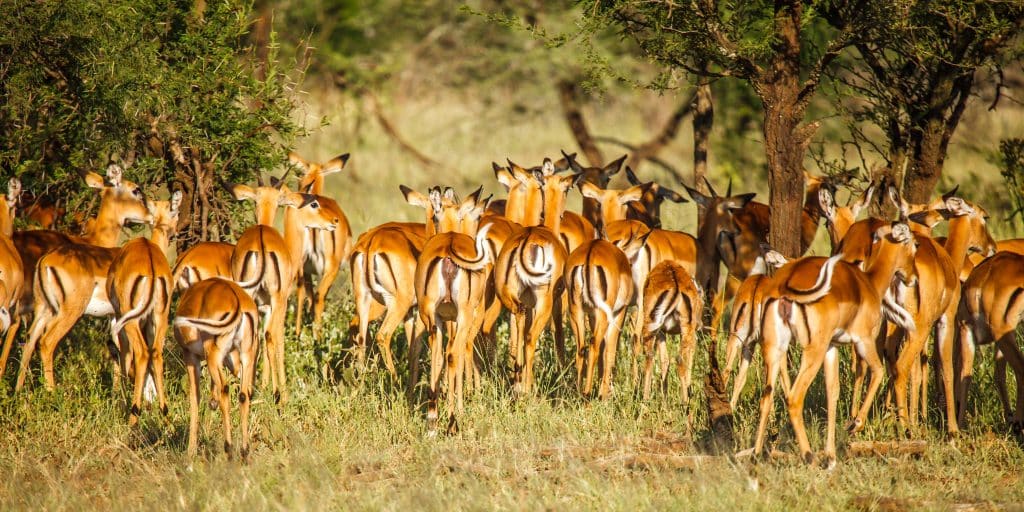 Migration,Of,Impala,In,Tanzania
