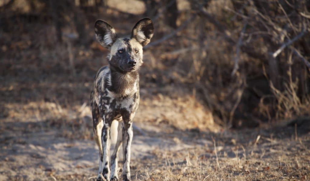 African,Wild,Dog,In,The,Veld