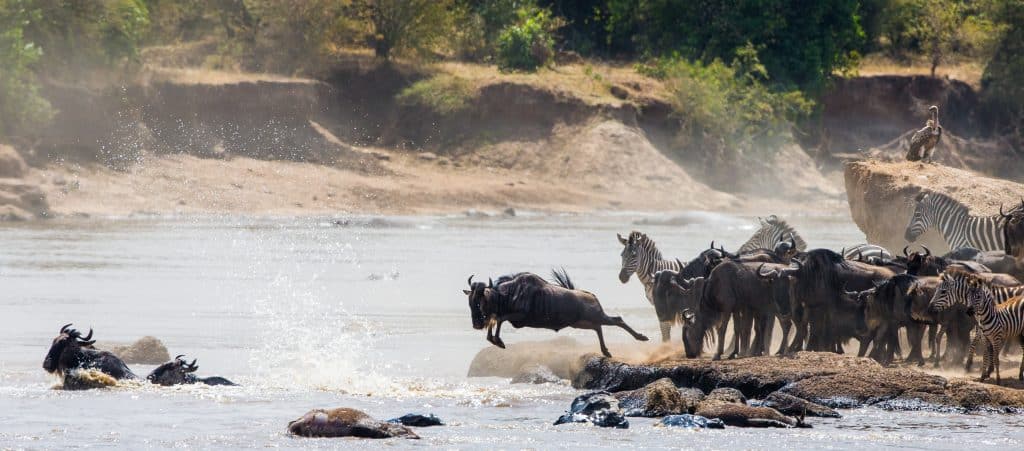 Wildebeests,Are,Crossing,Mara,River.,Great,Migration.,Kenya.,Tanzania.,Masai