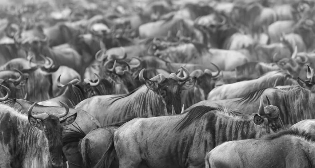 It,Is,A,Picture,Huge,Herd,Of,Wildebeest.,These,Are