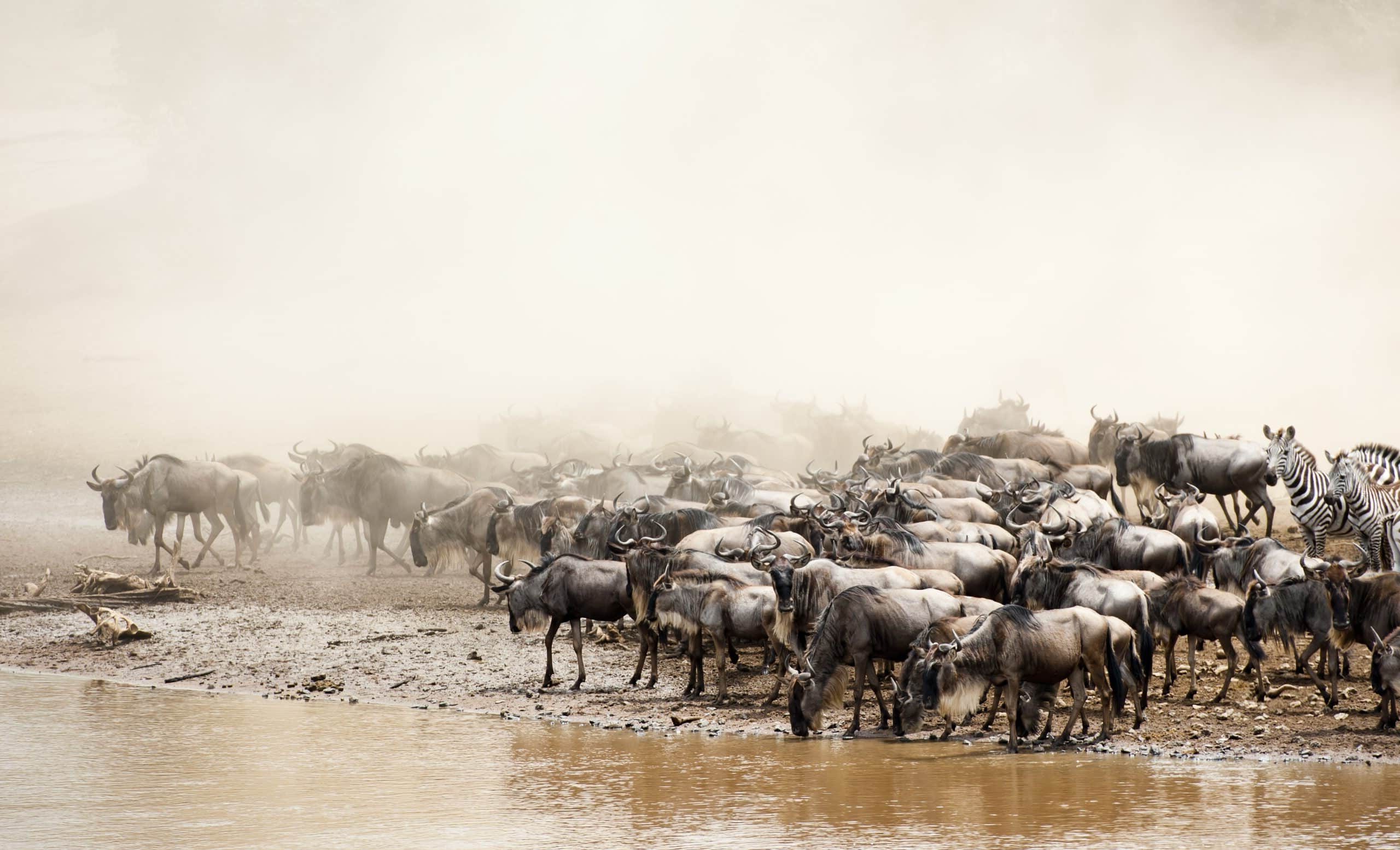 Slow safari en Tanzanie