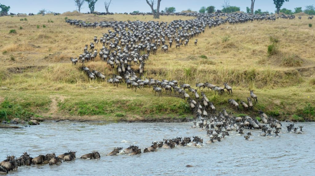 Blue,Wildebeest,,Brindled,Gnu,(connochaetes,Taurinus),Herd,Crossing,The,Mara