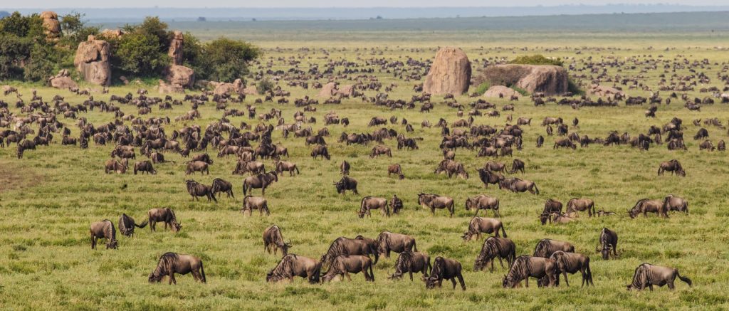 Large,Wildebeest,Herd,During,Migration,,Serengeti,National,Park,,Tanzania,,Africa