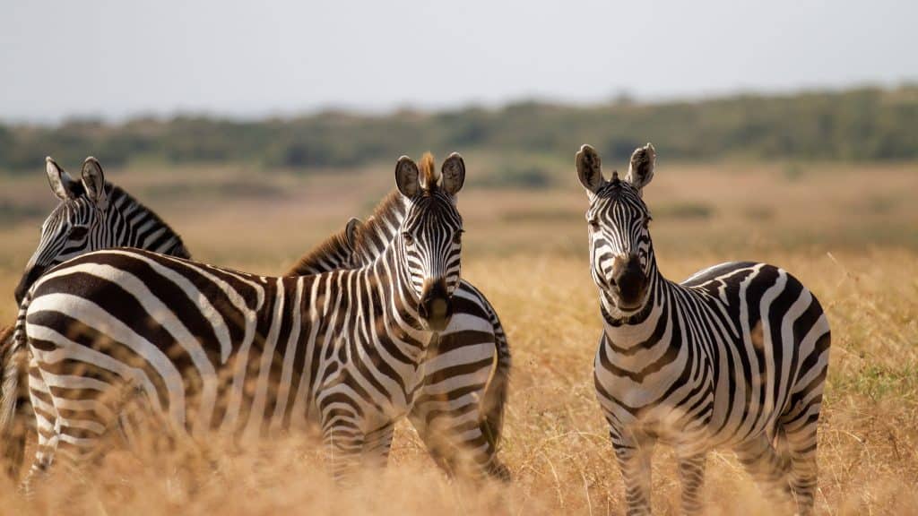 Zebras,In,Serengeti,National,Park,,Kenya