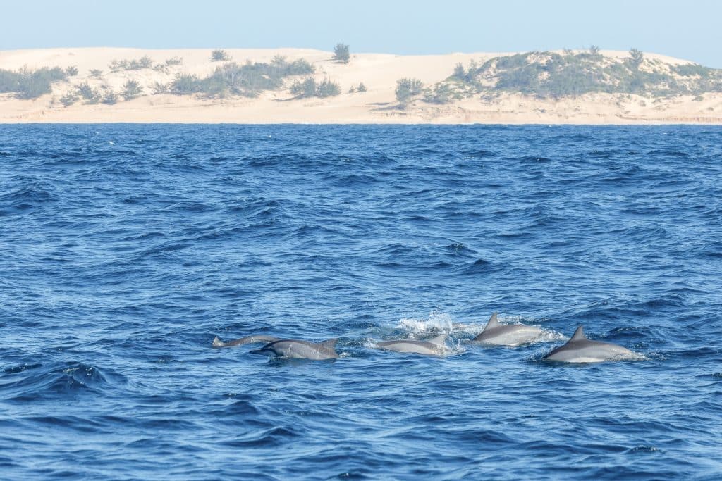 Spinner dolphins 2 by Orlando Miranda and Salvador Colvee