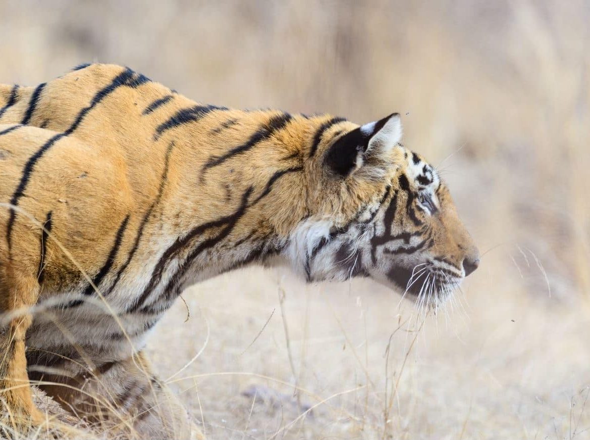 Tiger tops karnali lodge Népal tigre bardia