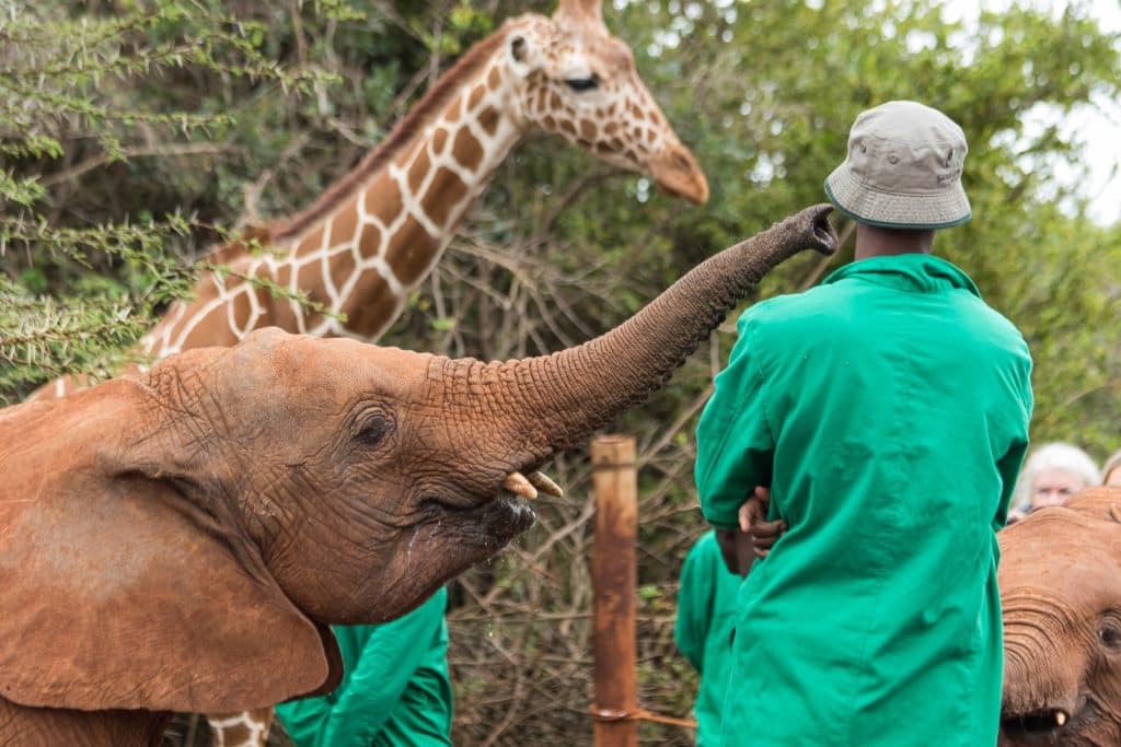 Nairobi,,Kenya, ,28,October,28,2017:,David,Sheldrick,Wildlife