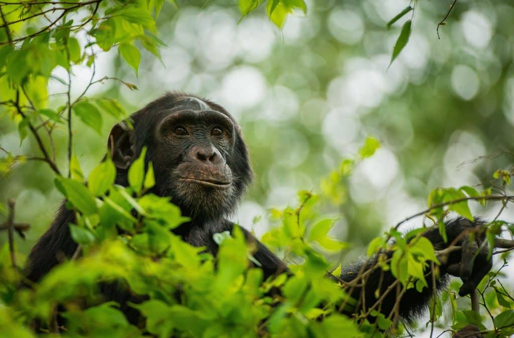Chimpanzee,In,Bwindi,National,Park,Uganda