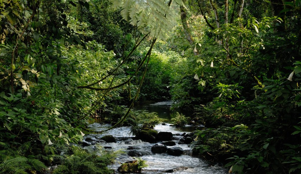 A,Stream,In,The,Dense,Rain,Forest,Of,Bwindi,Impenetrable