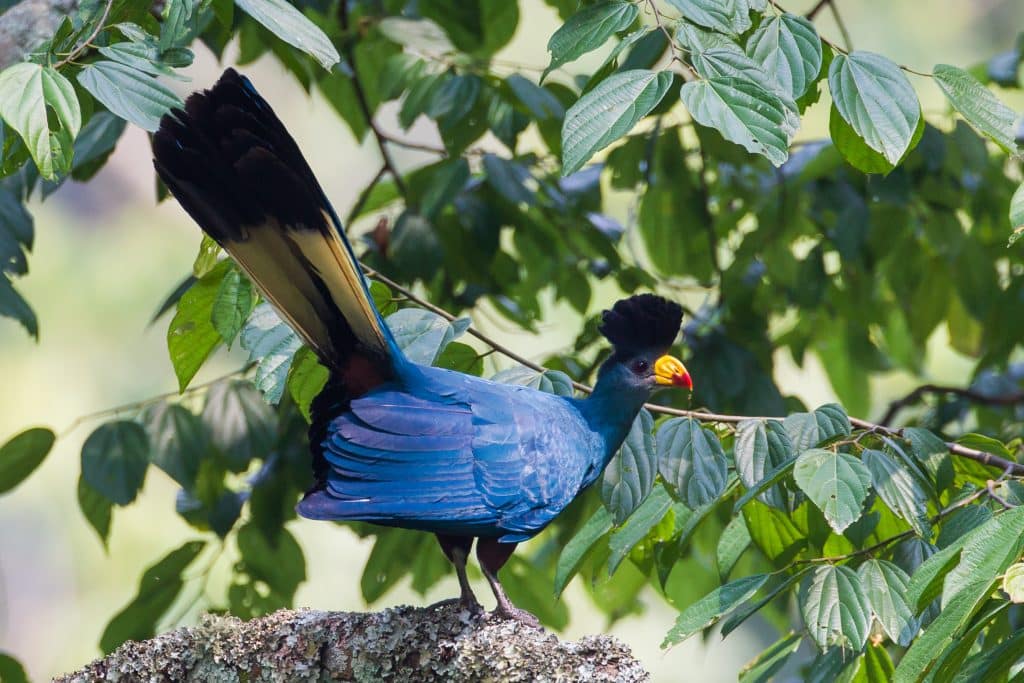 Great,Blue,Turaco,Corythaeola,Cristata,At,Bwindi,Impenetrable,Forest,,Uganda
