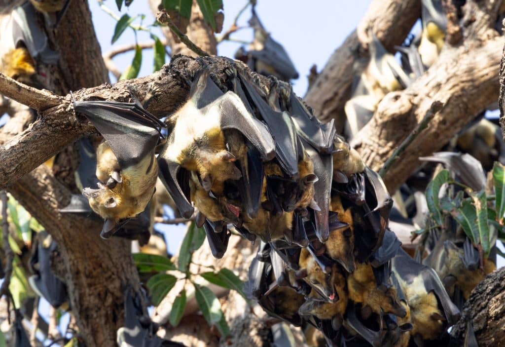 Large,Numbers,Of,The,Pemba,Flying,Fox,Fly,To,The