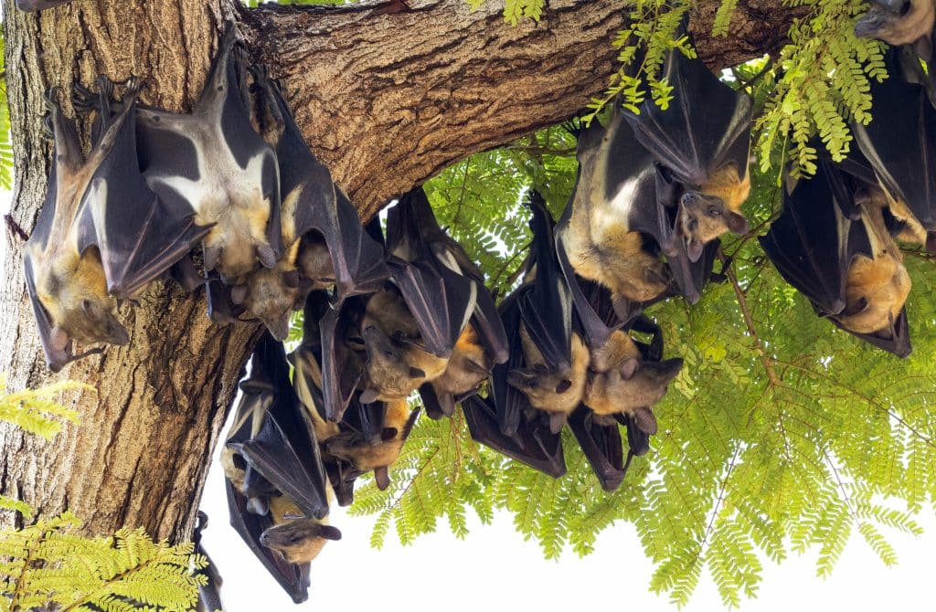 Large,Numbers,Of,The,Pemba,Flying,Fox,Fly,To,The
