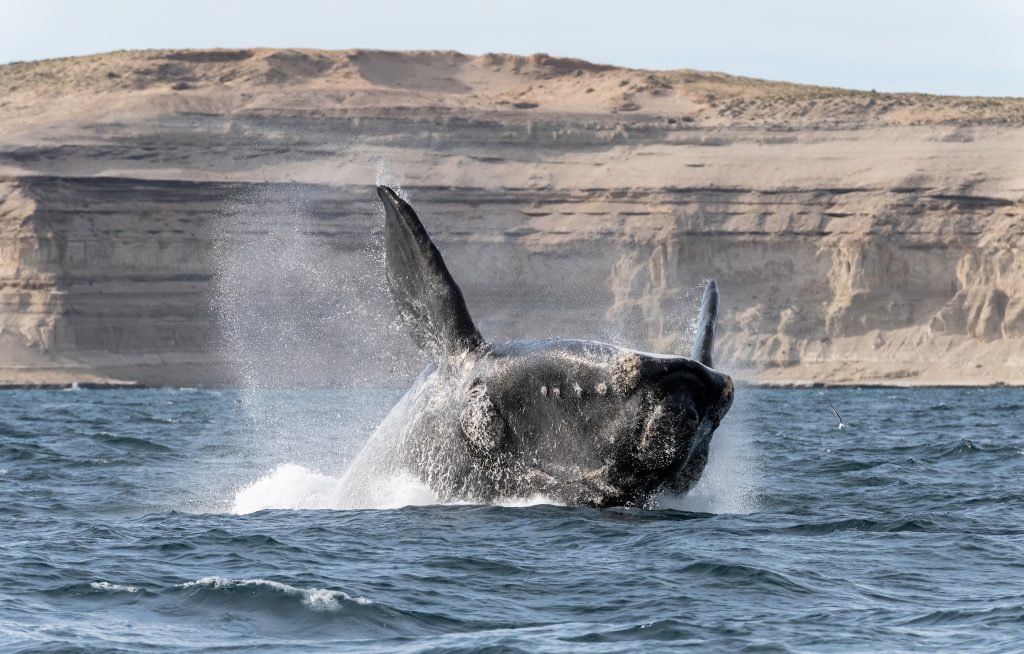 Breaching,Southern,Right,Whale,In,The,Nuevo,Gulf,,Valdes,Peninsula,