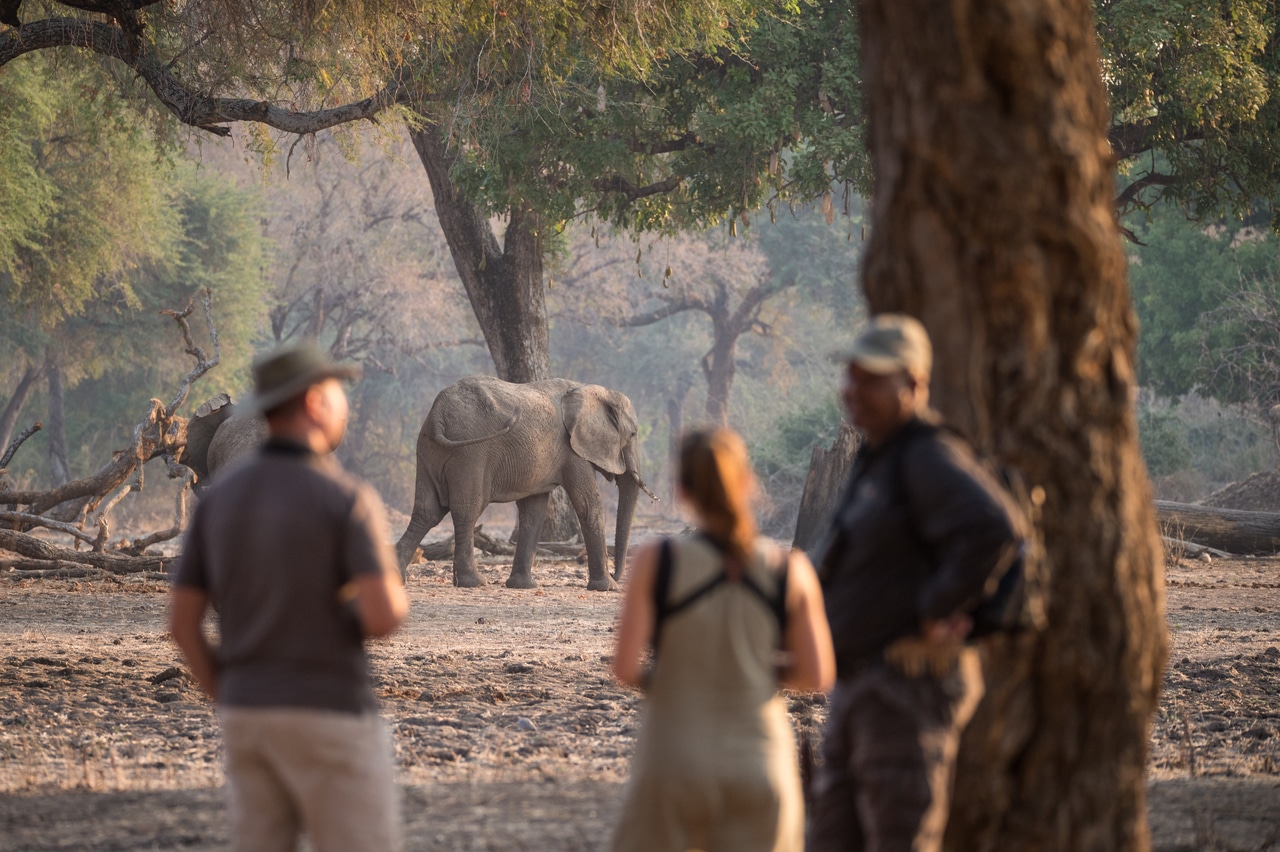 chikwenya camp zimbabwe safari a pied