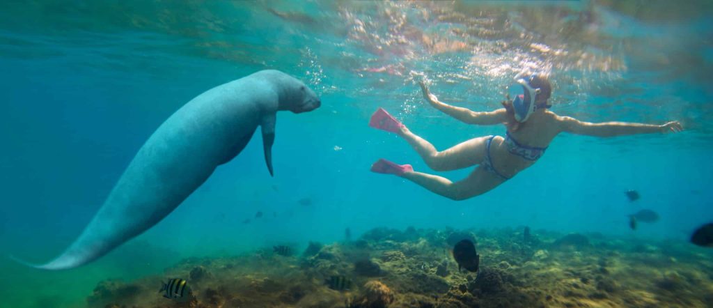 Beautiful,Free,Diving,Girl,In,Bikini,And,Manatee,(les,Lamantins,