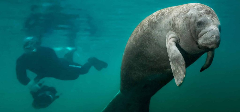 Manatee,And,Diver.,This,Manatee,Couldn't,Care,Less,About,The