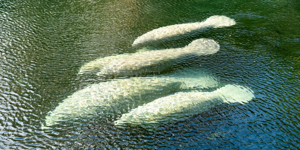 A,Herd,Of,Florida,Manatee,(trichechus,Manatus,Latirostris),Swimming,In