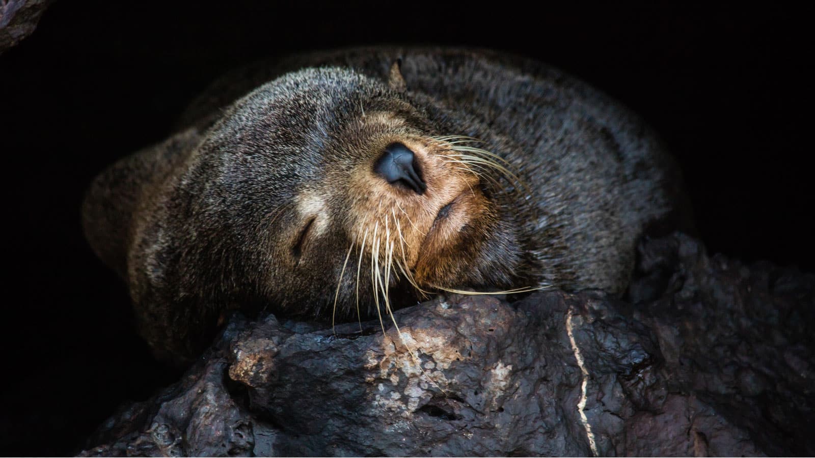 finch bay Galapagos fur seal big 15