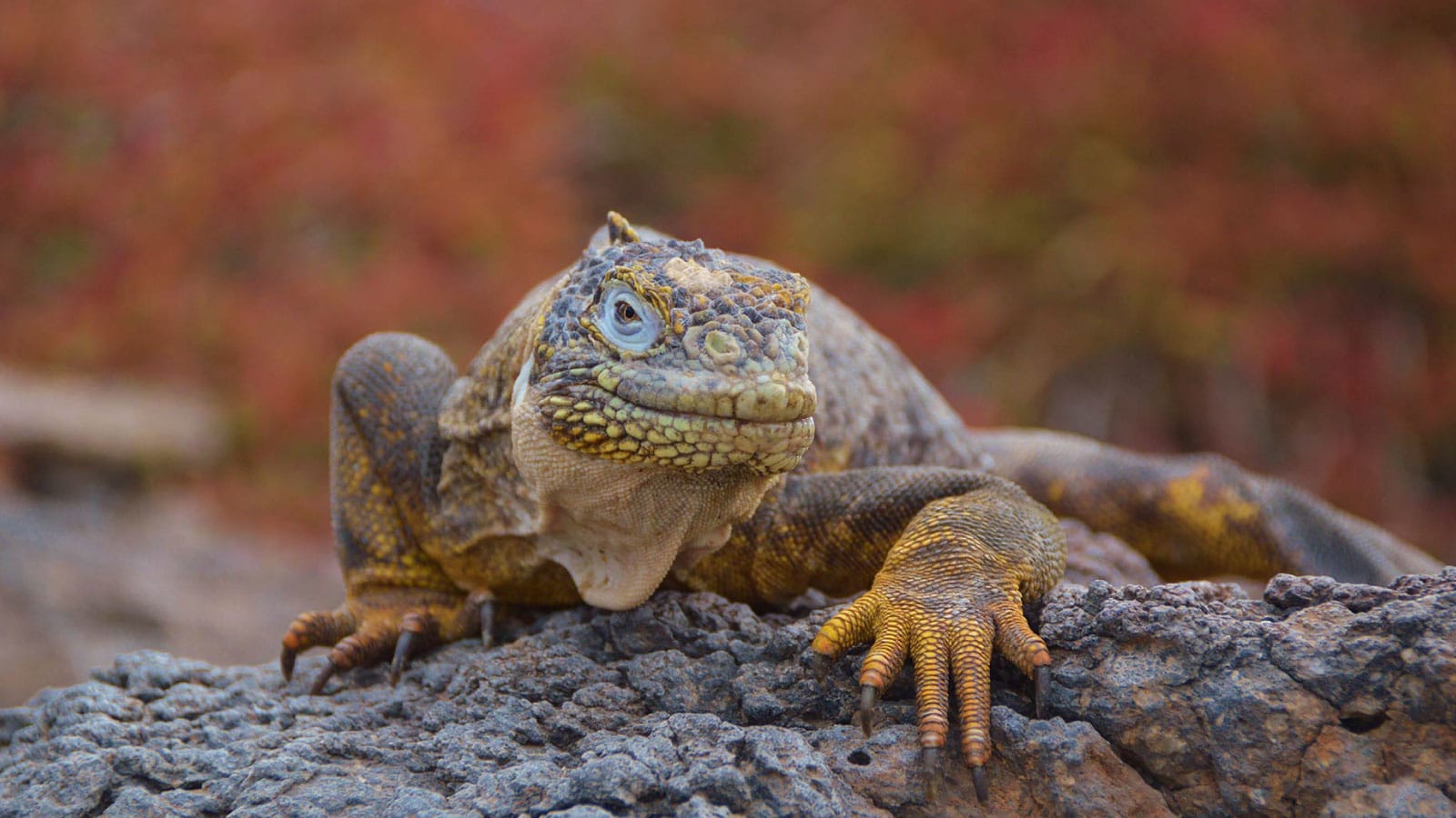 finch bay Galapagos land iguana big 15