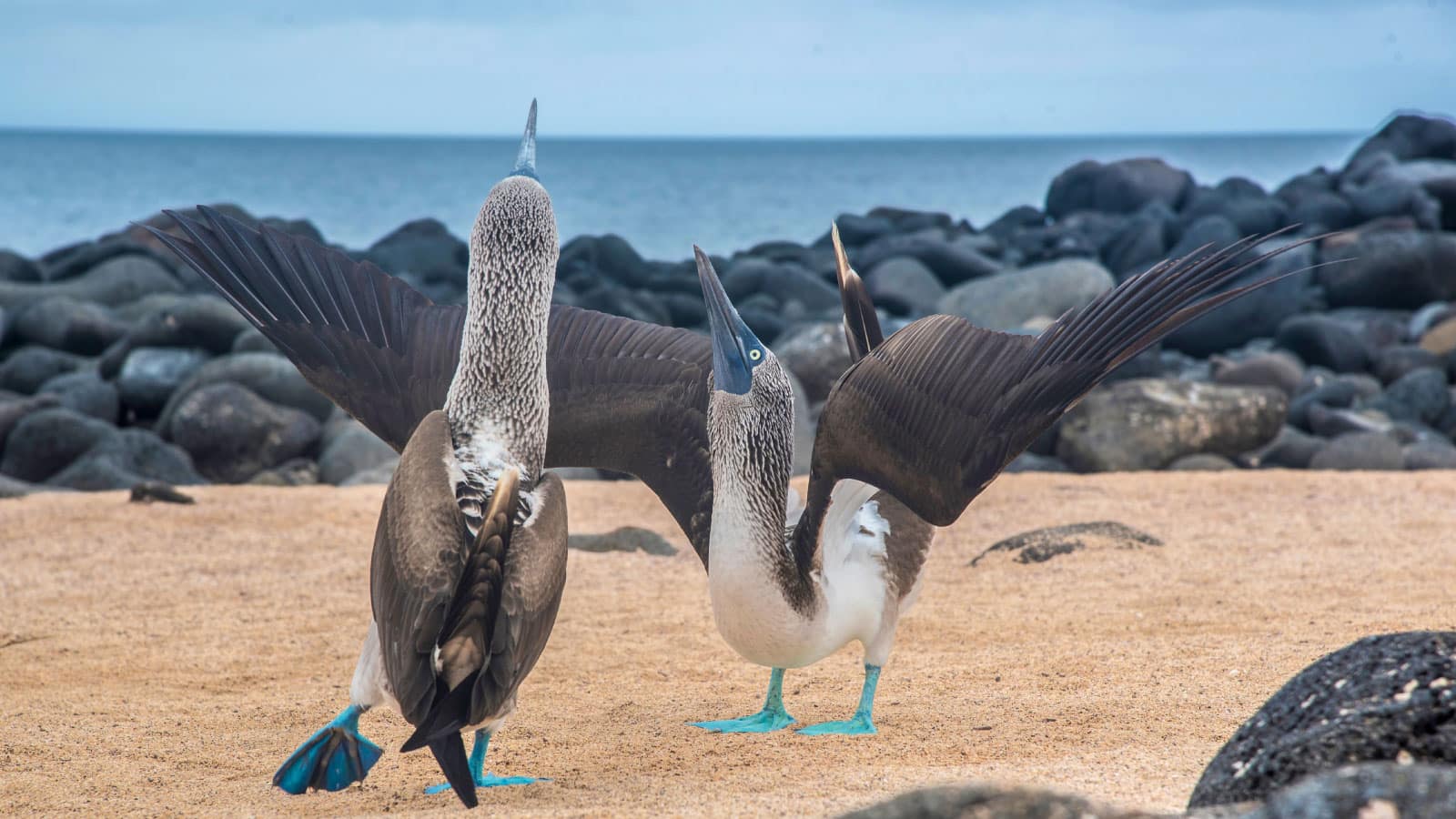 finch bay Galapagos two blue footed boobies big 15 1