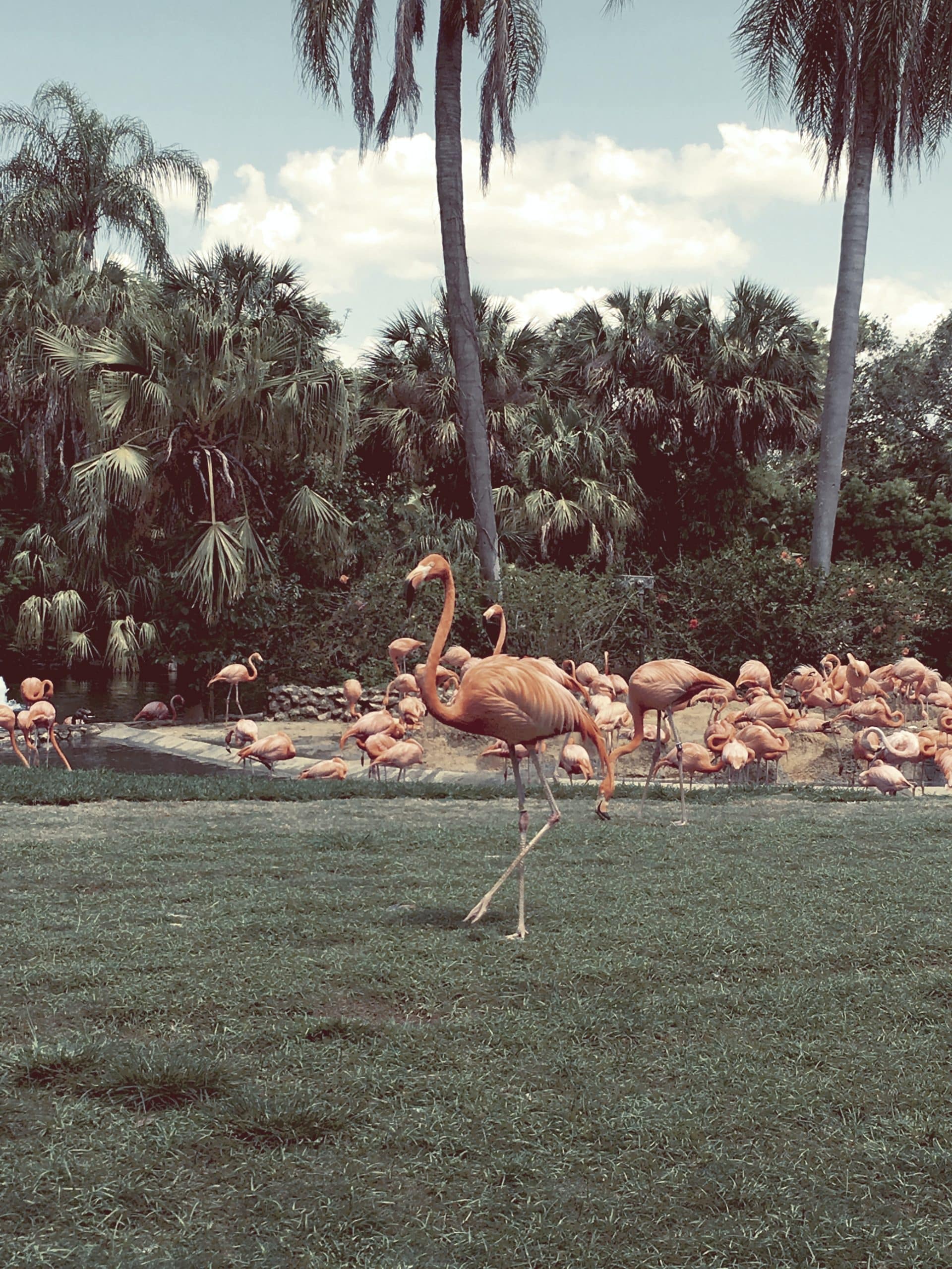 flamants roses La Floride en famille Miami Etats Unis